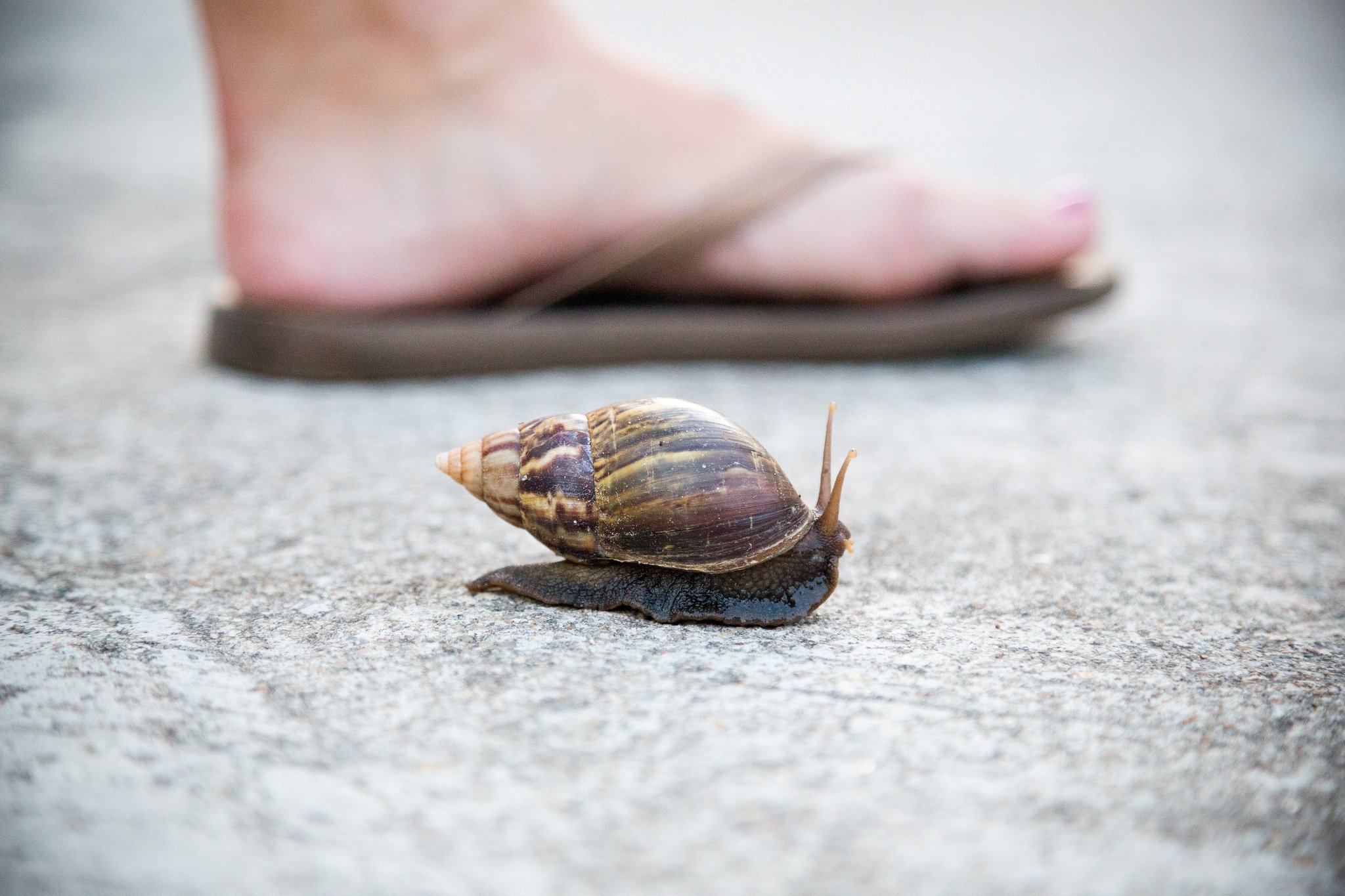 Snail crawling next to a person walking