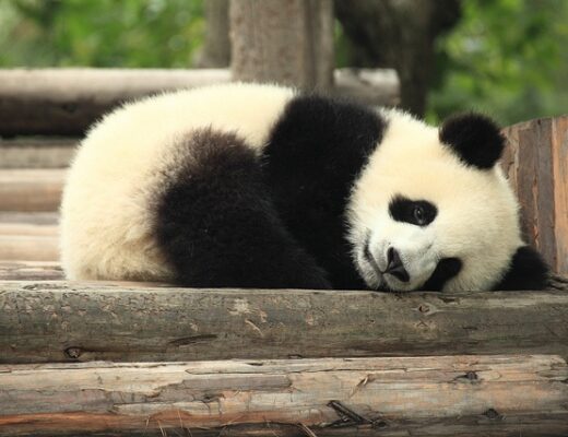 Baby panda in China