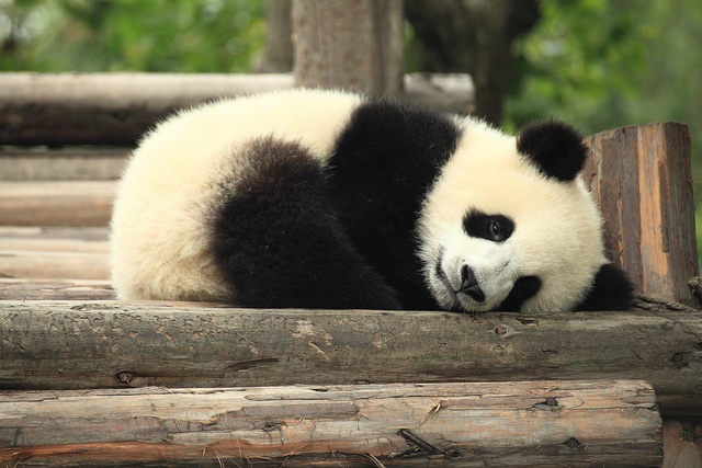 Baby panda in China