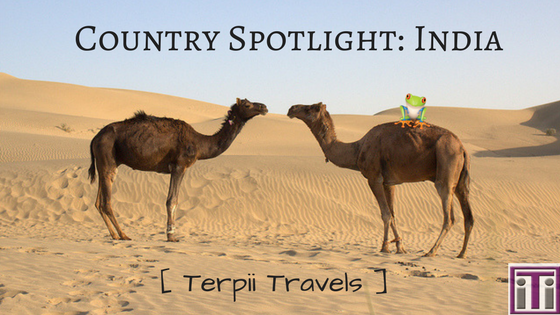 Terpii sitting on a camels back in the desert