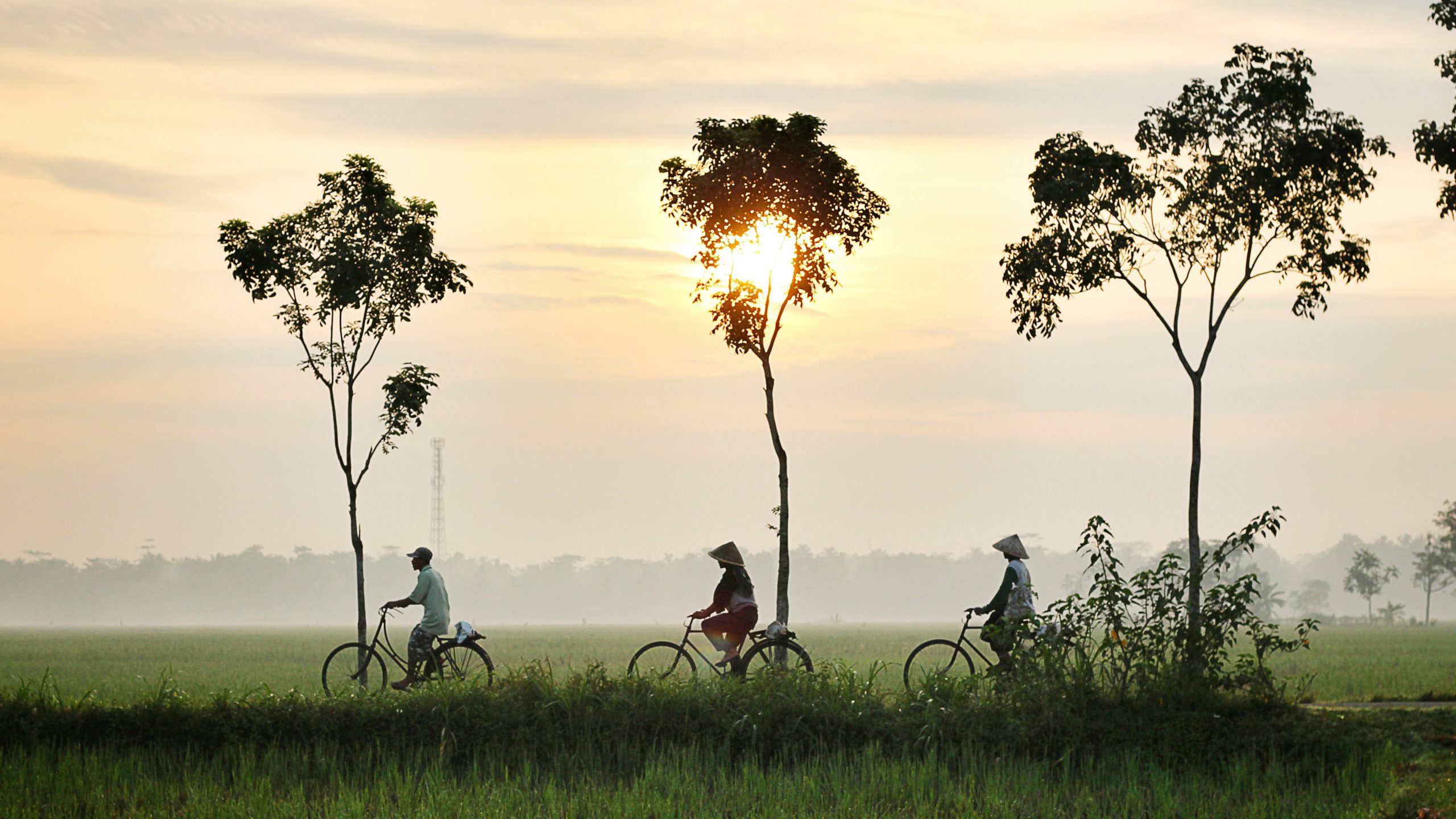 Rice paddy field with guys biking through